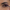 Application Eyeliner bio Prune - Manhattan - Miss W Pro